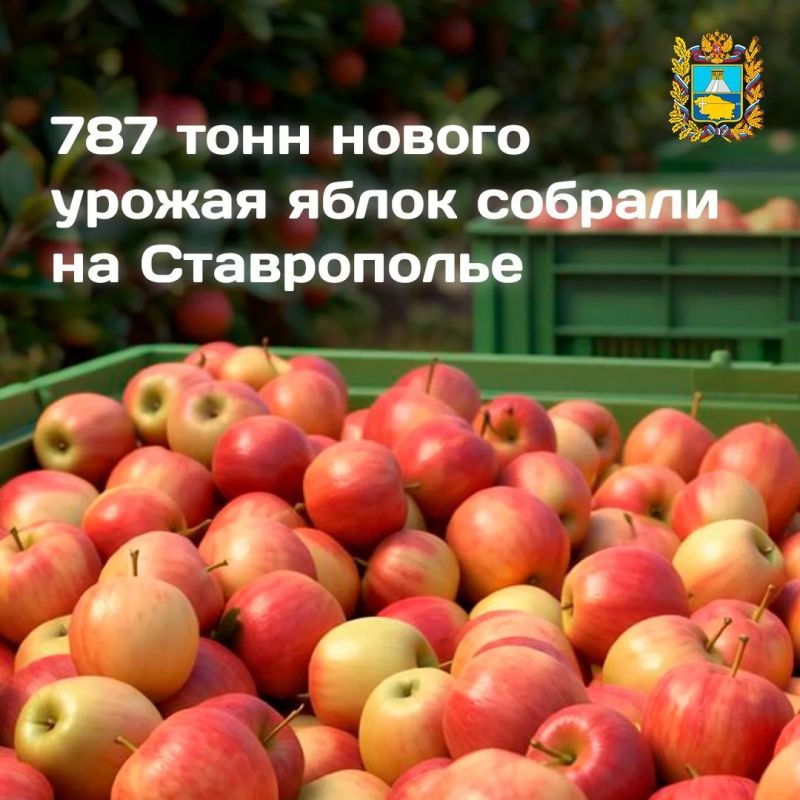 Ставропольские садоводы приступили к сбору яблок