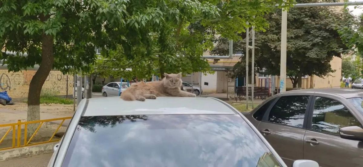 Субботний котик оккупировал автомобиль, как бы намекая, проведите этот день дома, с семьёй!