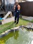 Крупную змею поймали во дворе дома в Михайловске