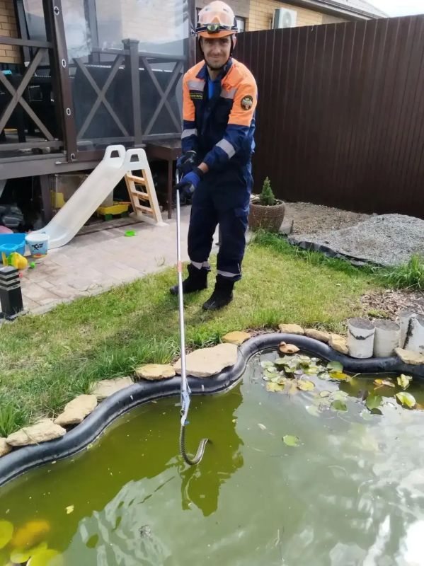 Крупную змею поймали во дворе дома в Михайловске