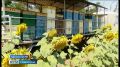 Чем полезен подсолнечный мед и как правильно выбрать настоящий