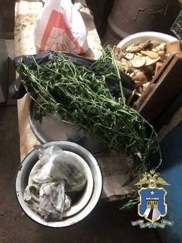 Житель Новоалександровска стал фигурантом уголовного дела, выращивая во дворе коноплю и изготавливая марихуану и гашиш Житель Новоалександровска стал фигурантом уголовного дела, выращивая во дворе коноплю и изготавливая марихуану и гашиш