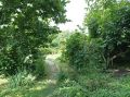 На Ставрополье продлили ограничения на пребывание в лесах до 29 августа