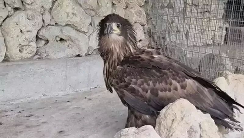 Ещё одного краснокнижного орла изъяли у уличного фотографа в Пятигорске