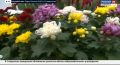Почти 100 тысяч хризантем отправили по всей стране из Кочубеевского округа Ставрополья