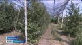 Сбор осенних яблок начался на Ставрополье