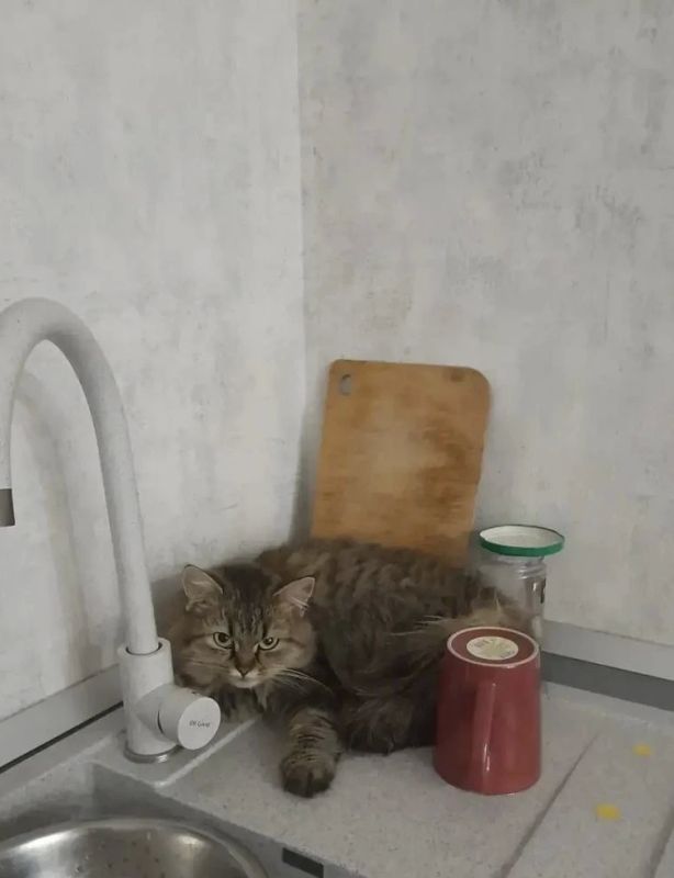 Котятки Пухля, Серый и их мама Боня желают всем добрейшего утра! Котятки Пухля, Серый и их мама Боня желают всем добрейшего утра!