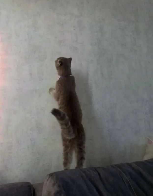 Котятки Пухля, Серый и их мама Боня желают всем добрейшего утра! Котятки Пухля, Серый и их мама Боня желают всем добрейшего утра!