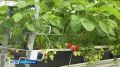 На Ставрополье планируют создать крупнейший в России ягодный кластер