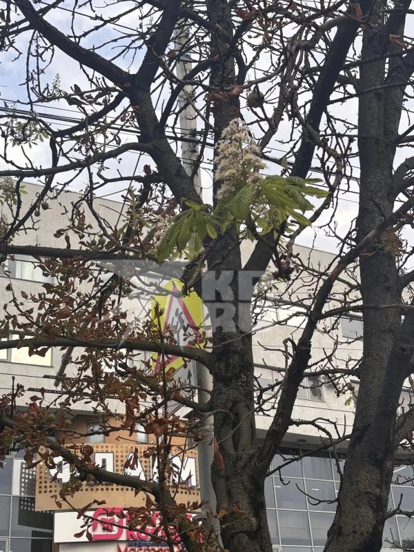 Каштаны решили взять реванш и снова зацвели в центре Ставрополя