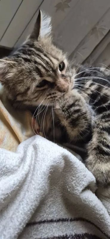 Котик Тимон прихорашивается: ведь сегодня суббота, нужно много гулять и блистать! Котик Тимон прихорашивается: ведь сегодня суббота, нужно много гулять и блистать!