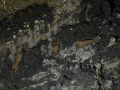 Боеприпасы и человеческие останки, предположительно, относящиеся к периоду Великой Отечественной войны, обнаружены на Ставрополье