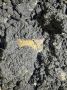 Человеческие останки и боеприпасы нашли под Железноводском