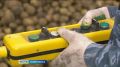 Уборка картофеля на Ставрополье приближается к экватору