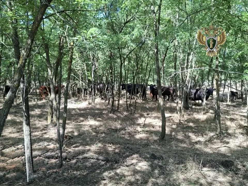 Прокуратура потребовала возместить причиненный экологии ущерб