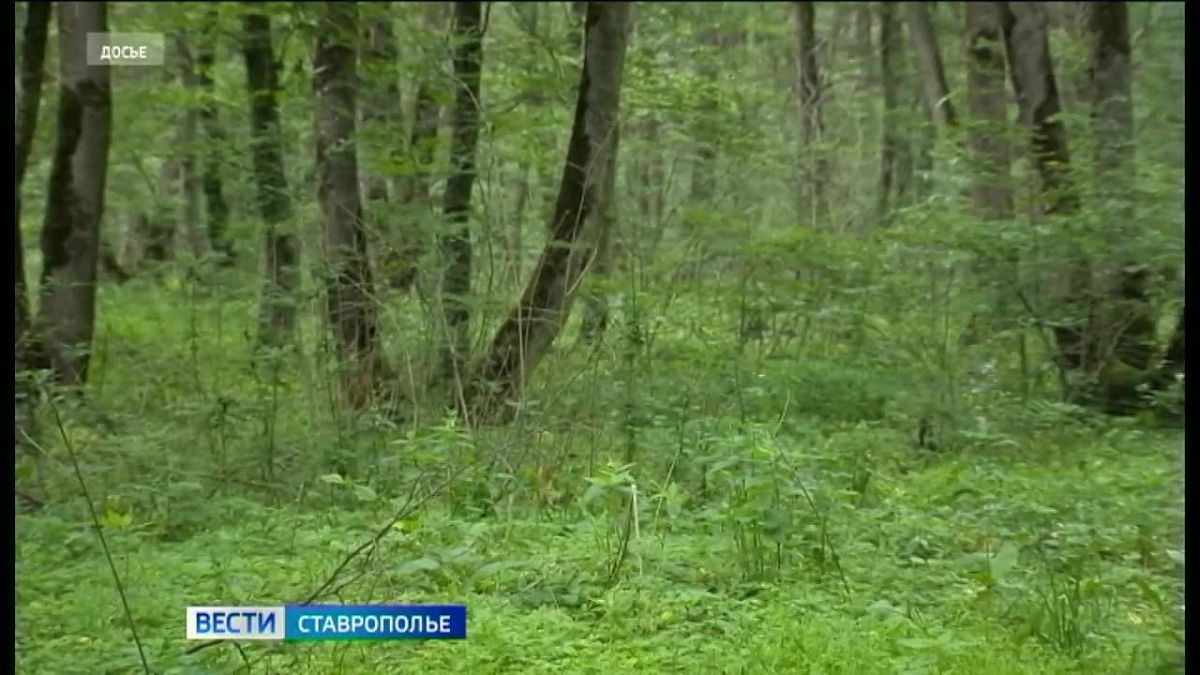 На Ставрополье готовятся к закладке новых лесов