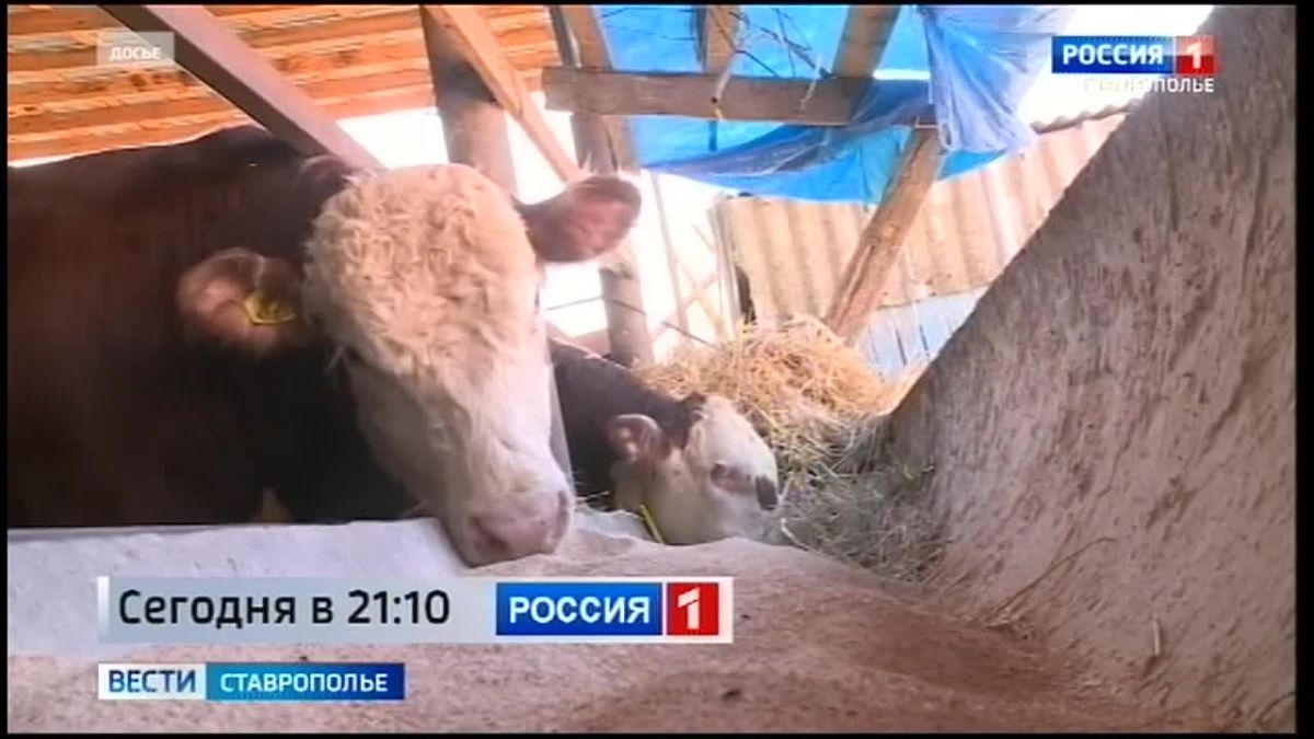 На какую господдержку могут рассчитывать фермеры Ставрополья