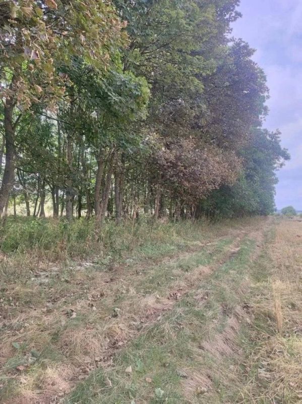 О работе в лесополосах. В Минприроды края начаты выездные проверки по приемке работы по содержанию лесных полос за 3 квартал текущего года О работе в лесополосах. В Минприроды края начаты выездные проверки по приемке работы по содержанию лесных полос за 3 квартал текущего года