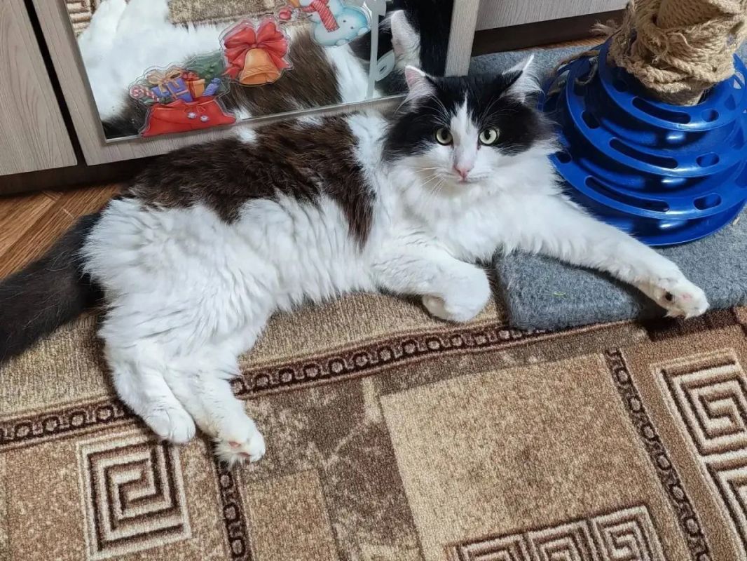 Котик Сим приготовился весело провести эти выходные