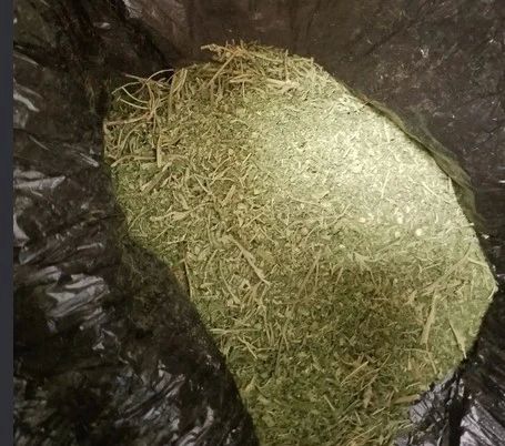 Жителю Ставрополья грозит большой срок за хранение марихуаны Жителю Ставрополья грозит большой срок за хранение марихуаны