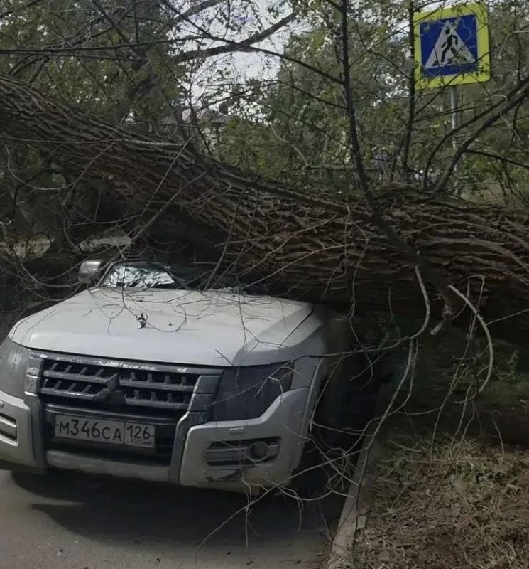 Подрядчик уничтожил корневую систему свыше 30 деревьев при реконструкции канализации в курортном Пятигорске на Ставрополье