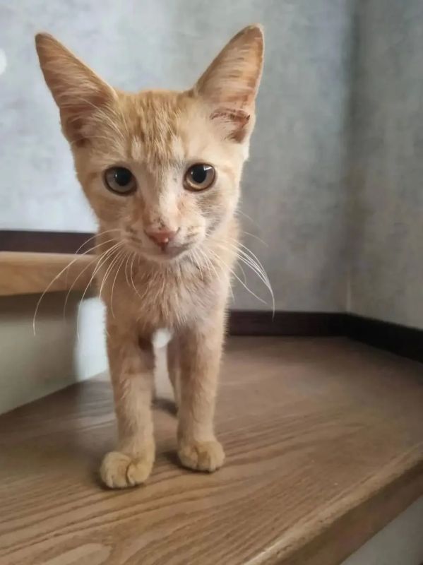 Котёнок Марс нашёл свой дом и желает каждому котику обрести свою семью!