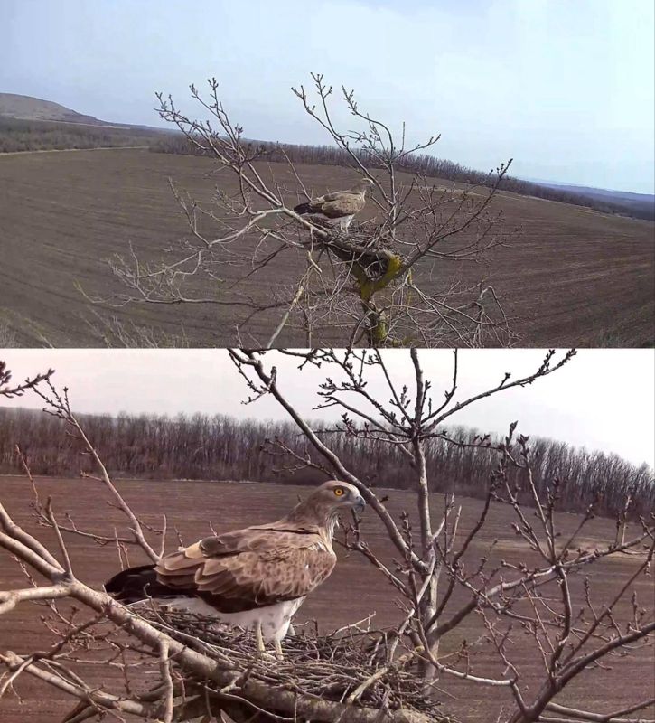 ЛУКОЙЛ создал уникальную систему изучения редких птиц Северного Кавказа ЛУКОЙЛ создал уникальную систему изучения редких птиц Северного Кавказа