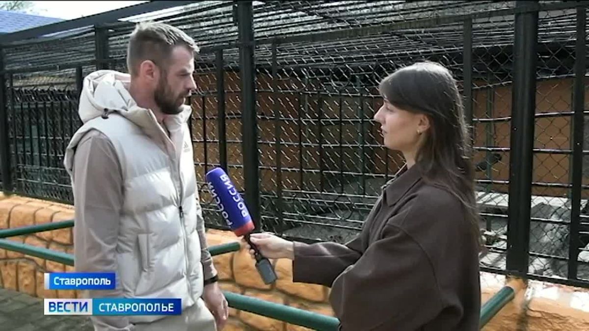 Спасенная бойцами СВО тигрица обживается в Ставрополе
