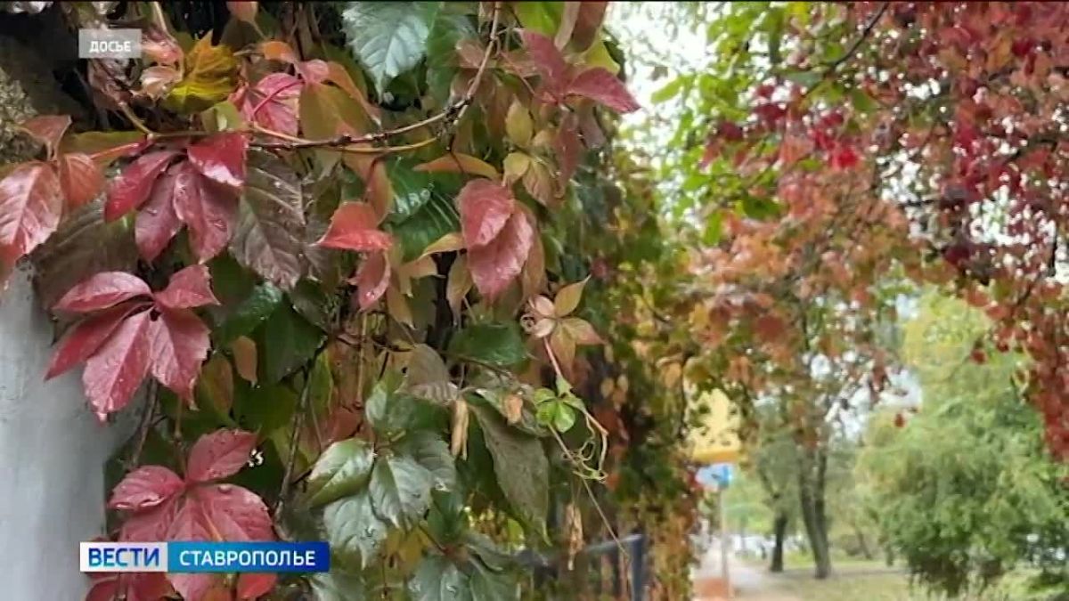 На Кавминводах в октябре расцвела сирень