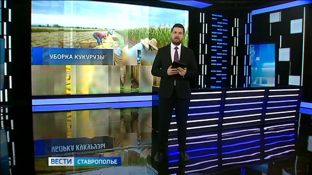 На Ставрополье аграрии собрали почти 314 тысяч тонн кукурузы