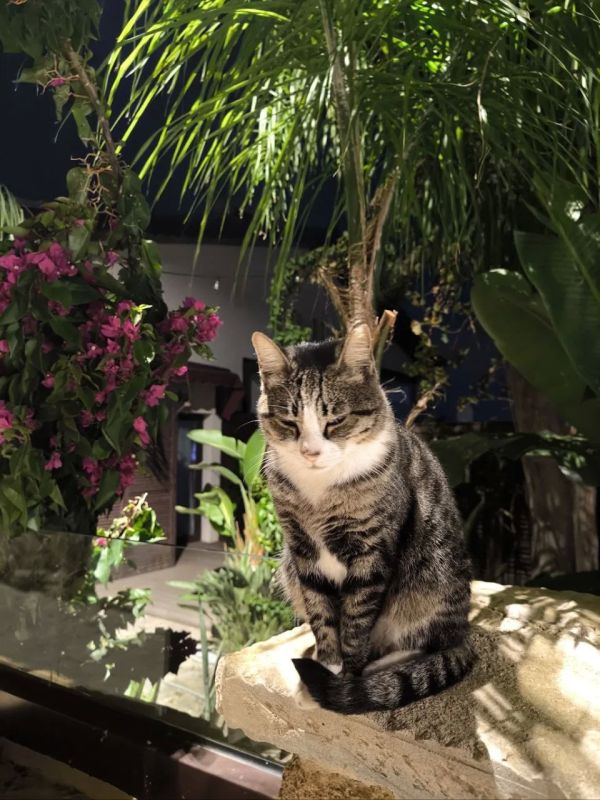 Котики из тёплых стран передают привет ставропольцам! Котики из тёплых стран передают привет ставропольцам!